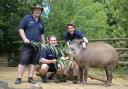 Aaron, Tyler and Cam have a new CBBC series OZT Goes Wild in Britain. (c) Paradise Wildlife Park