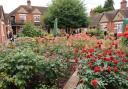 Guildhall Feoffment Almshouses rose garden will be open to visitors.  Photo: St Nicholas Hospice