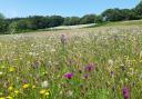 Wonderful widlflower meadows at Hogchester near Charmouth. (Photo: hogchester.com)