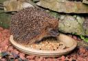 Photo of a hedgehog. See PA Feature GARDENING Hedgehogs.(c) Alamy/PA.