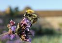 Bumble bees make for healthy flower and veg. Nick Upton