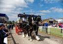 Monty & Max two dark bay shire horses pull the Devizes based Wadworth brewery dray into the main arena at the Royal Bath & West Show. Photo: Shutterstock/Andrew Harker