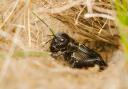 Field cricket numbers are bouncing back in the UK. Image: Getty