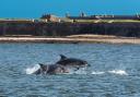 Here are the best places to view whales, dolphins and porpoises in Largs, Irvine and beyond