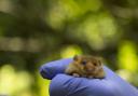 a dormice named Twiglet, who is one of 38 hazel dormice that are being reintroduced into a Derbyshire woodland