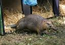 Beavers are released by the National Trust at Wallington estate in Northumberland