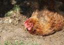 A chicken having a dust bath.