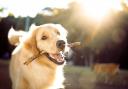 Pets can get sunburnt too - here's how you can prevent it