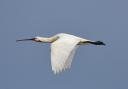 Suffolk Wildlife Trust is hoping to attract spoonbills to Hazelwood Marshes. Photo: Carl Earrye