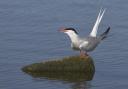 Common tern with its long tail streamers (c) Richard Steel / Wildnet