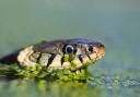 Grass snake. Photo: Peter Smith
