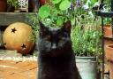 Bagheera McKormack: ‘I’ll do anything for a handful of Dreamies’