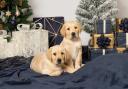 A Guide dog isn't just for Christmas
