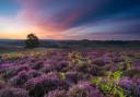 Unique and beautiful Ibsley Common. Image: Paul Mitchell