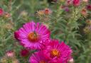 Eye-catching Aster 'Lachsglut' is also attractive to pollinators