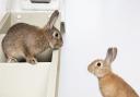 Being sociable creatures, rabbits are generally homed in pairs. Photo: RSPCA