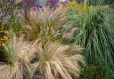 A selection of ornamental grasses