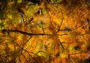 Rich in nature: The golden leaves of autumn are a thing of beauty. Getty