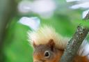 Red squirrels can be spotted at Mere Sands Wood.