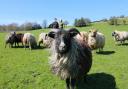 Some sheep are keener than others to pose for the camera. Photo: Kirsty Thompson