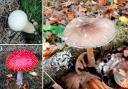 There are various different types of fungi to find in Dorset and the New Forest