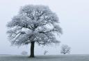 Majestic oak trees in the winter landscape. Photo: Guy Edwardes/2020VISION
