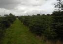 The French family have been growing Christmas Trees for three generations. Photo: Bullbanks Farm