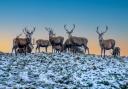 Deer in snow and sunset at Lyme Park. Paul Moore Photography/ Getty