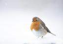 European robin adult stood in snow Credit: Ben Andrew