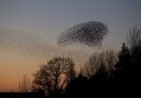 Starlings murmurating at Brockholes. PHOTO: Danny Green