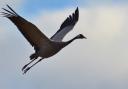 A common crane at NWT Hickling Broad. Photo: Elizabeth Dack