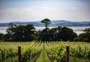 It was a logical decision to plant a vineyard at Lympstone, says Michael Caines