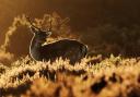 A Fallow buck is a magnificent sight at sunrise.