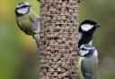 Birds feeders are vital birds over winter