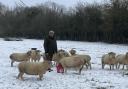 Tony on the farm with rare breed Dorset Horned Sheep. Photo: Rudford Farms