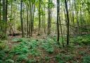 These ancient woodlands provide a nature network for wildlife Credit: Claire Banks Photography