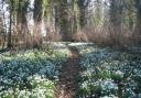 See the snowdrops at Bagthorpe Hall gardens, open in aid of the National Garden Scheme charities.