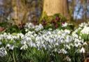 A carpet of snowdrops greets visitors to Arley this month.