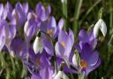 Snowdrops amongst crocuses is a pretty combination for containers or in the garden