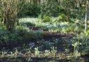 Snowdrops add light to woodland paths