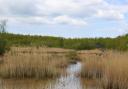 Bickershaw Country Park Wetlands