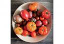 A lovely tomato harvest to look forward to. Photo: Ade Sellars