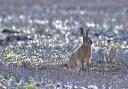 A hare stands in a North Yorkshire stubble field in early spring.