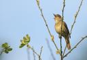 Common nightingale (Luscinia megarhynchos) adult singing.