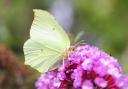 An appearance by the Brimstone butterfly heralds the arrival of spring.