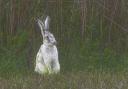 The rare ghost hare spotted in Norfolk.