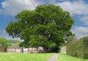 Broad Oak photographed in May 2020.
