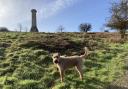 Chutney by the Hardy Monument.
