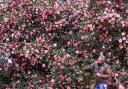 Horticulturist Ruben Vega Rubio, tends to the stunning pink Camellia which has come into bloom at RHS Garden Wisley in Surrey