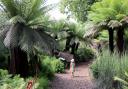 Wander through tropical vegetation at the University of Bristol Botanic Garden